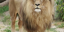 ZOO Ústí nad Labem - Panthera leo bleyenberghi